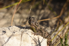 Tympanocryptis petersi