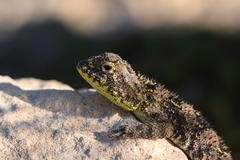 Tympanocryptis petersi