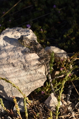 Tympanocryptis petersi