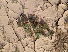 Proboscidea althaeifolia