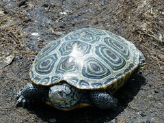 Malaclemys terrapin terrapin