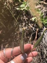Calochortus clavatus