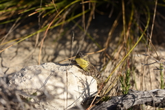 Tympanocryptis petersi