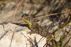 Tympanocryptis petersi