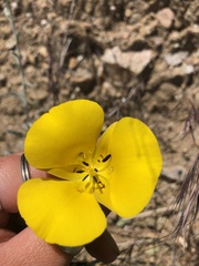 Calochortus clavatus