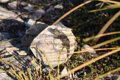 Tympanocryptis petersi