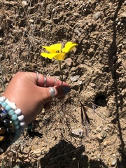 Calochortus clavatus