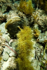Pinna bicolor