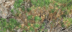 Peucephyllum schottii