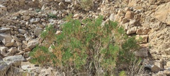 Peucephyllum schottii