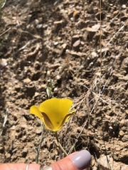 Calochortus clavatus