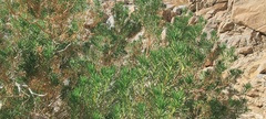 Peucephyllum schottii