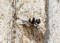 Anthomyia vicarians