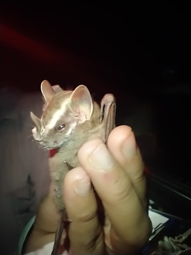 Heller's Broad-nosed Bat