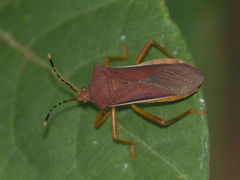Anasa varicornis