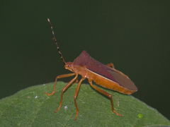 Anasa varicornis