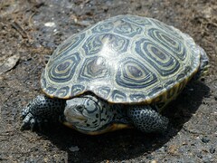 Malaclemys terrapin terrapin