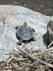 Malaclemys terrapin terrapin