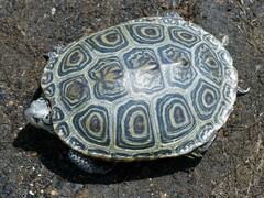 Malaclemys terrapin terrapin