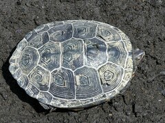 Malaclemys terrapin terrapin