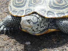 Malaclemys terrapin terrapin