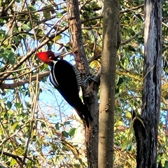 Campephilus melanoleucos