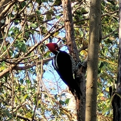 Campephilus melanoleucos