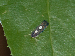 Diedrocephala