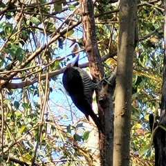 Campephilus melanoleucos