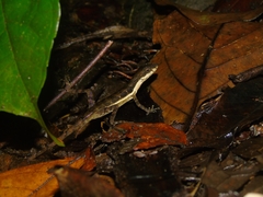 Anolis oxylophus