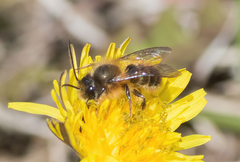 Osmia
