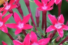 Pentas lanceolata