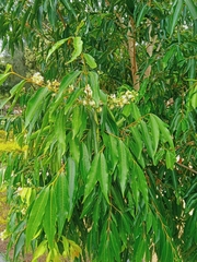 Syzygium floribundum