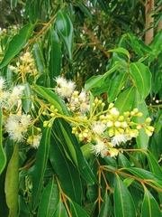 Syzygium floribundum