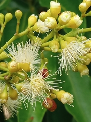 Syzygium floribundum