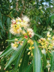 Syzygium floribundum