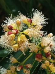 Syzygium floribundum
