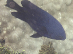 Neoglyphidodon melas