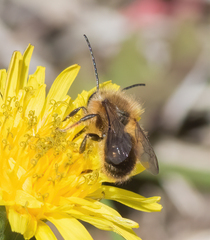 Osmia