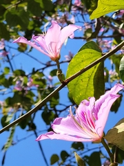 Bauhinia variegata