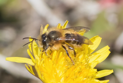 Osmia