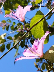 Bauhinia variegata