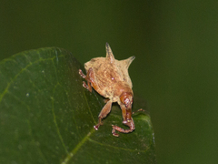 Odontopus nigrispinis
