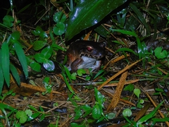 Leptodactylus savagei