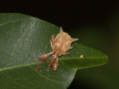 Odontopus nigrispinis