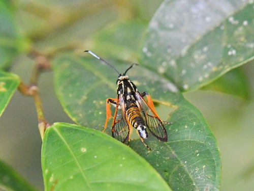 Genus Cyanosesia · iNaturalist United Kingdom