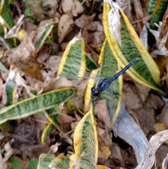 Indothemis carnatica