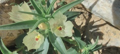 Mohavea confertiflora