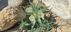 Mohavea confertiflora