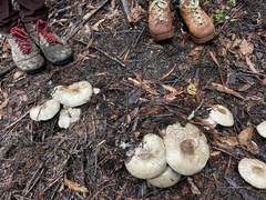 Agaricus buckmacadooi